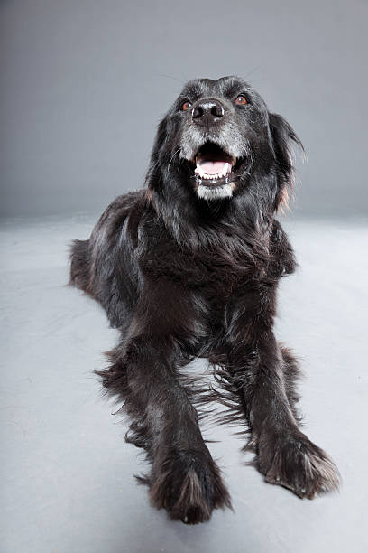 stary flatcoated retriever psa wyizolowanego na szarym tle.  ujęcie studyjne. - flatcoat zdjęcia i obrazy z banku zdjęć