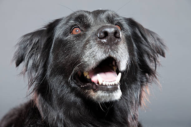 stary flatcoated retriever psa wyizolowanego na szarym tle.  ujęcie studyjne. - flatcoat zdjęcia i obrazy z banku zdjęć