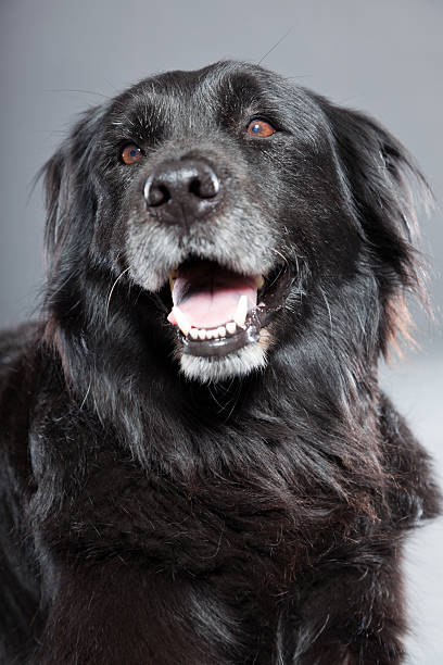 stary flatcoated retriever psa wyizolowanego na szarym tle.  ujęcie studyjne. - flatcoat zdjęcia i obrazy z banku zdjęć