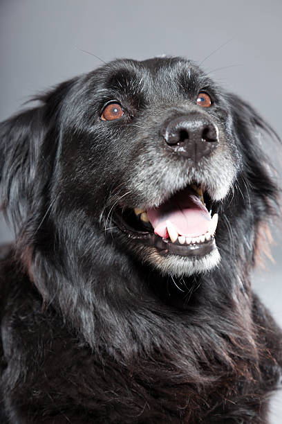 istock Old flatcoated retriever dog isolated on grey background. Studio shot. 491915573