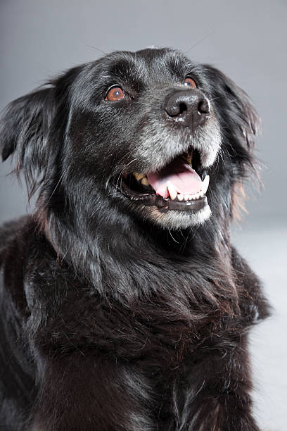 istock Old flatcoated retriever dog isolated on grey background. Studio shot. 491915575