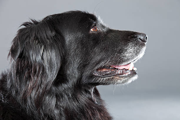 istock Old flatcoated retriever dog isolated on grey background. Studio shot. 491915581