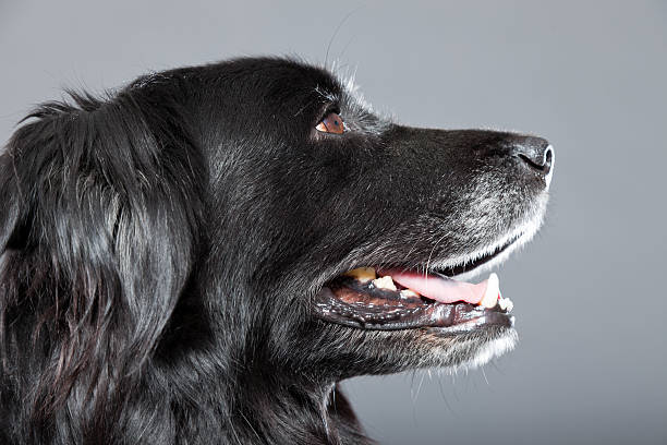 istock Old flatcoated retriever dog isolated on grey background. Studio shot. 491915585