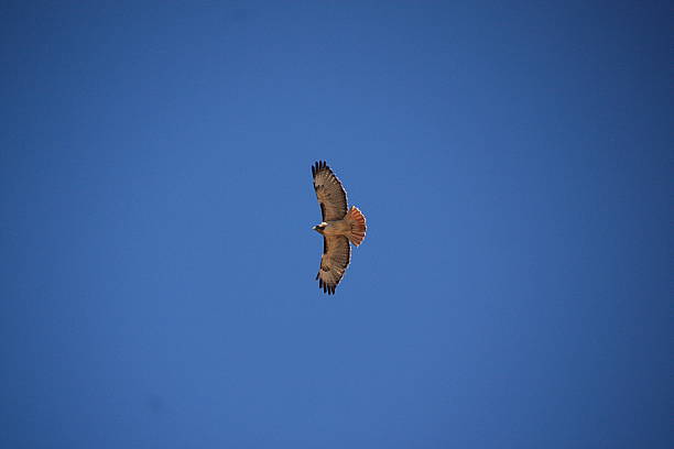 istock Red-Tailed Hawk - Tucson, Arizona 491915783