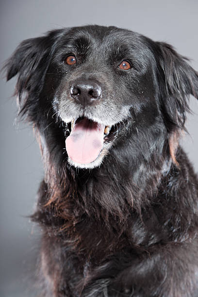 istock Old flatcoated retriever dog isolated on grey background. Studio shot. 491915861
