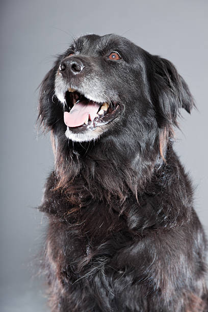 istock Old flatcoated retriever dog isolated on grey background. Studio shot. 491915865