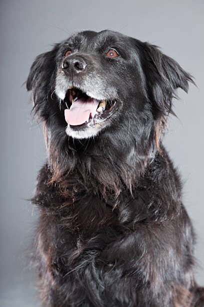 istock Old flatcoated retriever dog isolated on grey background. Studio shot. 491915867