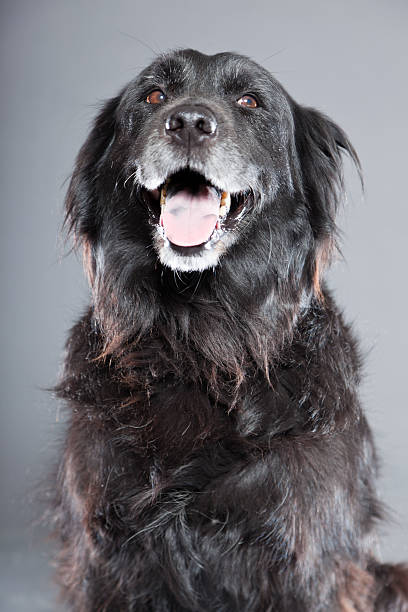 istock Old flatcoated retriever dog isolated on grey background. Studio shot. 491915877