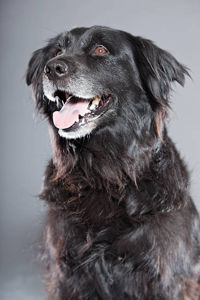 istock Old flatcoated retriever dog isolated on grey background. Studio shot. 491915879