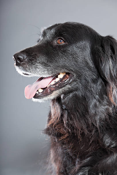 istock Old flatcoated retriever dog isolated on grey background. Studio shot. 491915881