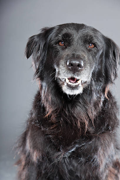 stary flatcoated retriever psa wyizolowanego na szarym tle.  ujęcie studyjne. - flatcoat zdjęcia i obrazy z banku zdjęć