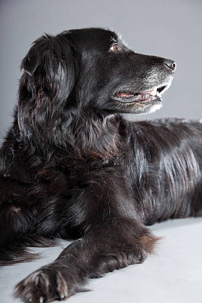 stary flatcoated retriever psa wyizolowanego na szarym tle.  ujęcie studyjne. - flatcoat zdjęcia i obrazy z banku zdjęć