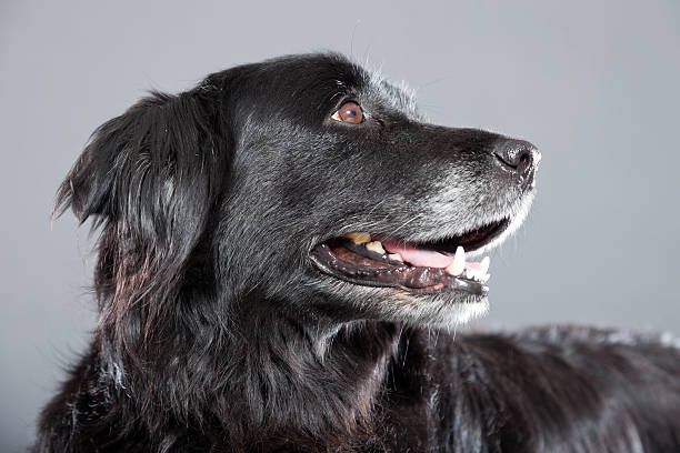 istock Old flatcoated retriever dog isolated on grey background. Studio shot. 491915899