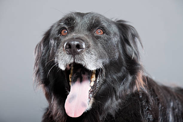 stary flatcoated retriever psa wyizolowanego na szarym tle.  ujęcie studyjne. - flatcoat zdjęcia i obrazy z banku zdjęć