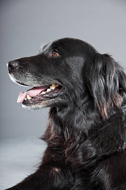 istock Old flatcoated retriever dog isolated on grey background. Studio shot. 491915911