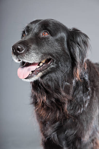istock Old flatcoated retriever dog isolated on grey background. Studio shot. 491915931