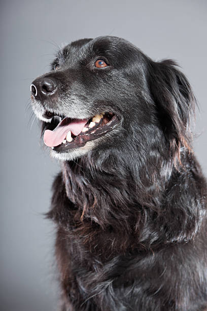 istock Old flatcoated retriever dog isolated on grey background. Studio shot. 491915933