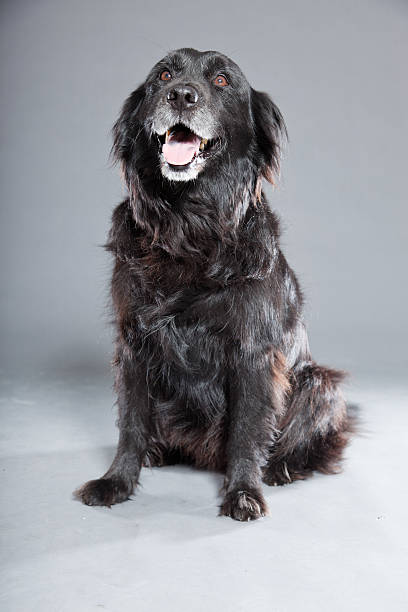 stary flatcoated retriever psa wyizolowanego na szarym tle.  ujęcie studyjne. - flatcoat zdjęcia i obrazy z banku zdjęć