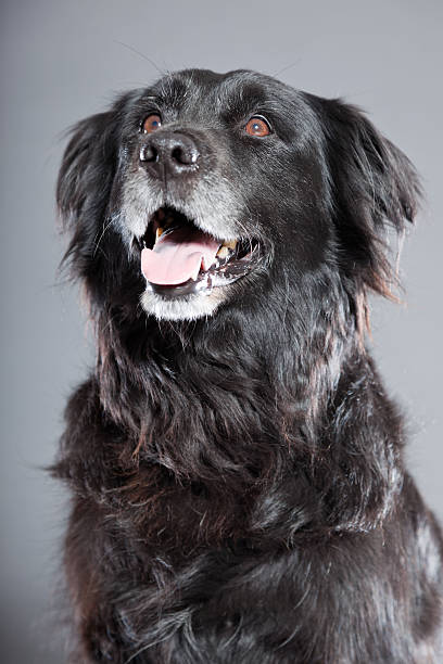 istock Old flatcoated retriever dog isolated on grey background. Studio shot. 491915939