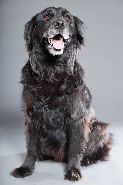istock Old flatcoated retriever dog isolated on grey background. Studio shot. 491915947