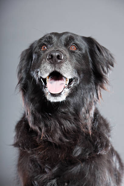 istock Old flatcoated retriever dog isolated on grey background. Studio shot. 491915949