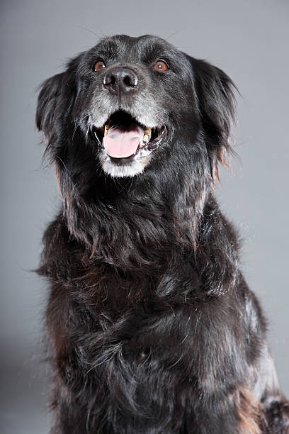 istock Old flatcoated retriever dog isolated on grey background. Studio shot. 491915951