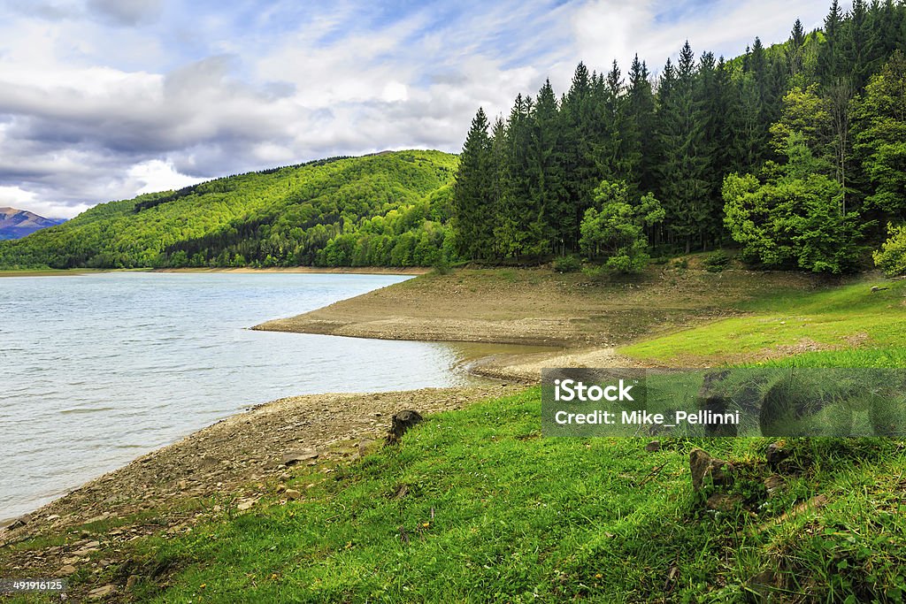 pine forest and lake near the mountain view on lake near the pine forest on mountain background Beach Stock Photo