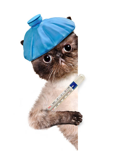 malade chat. - illness domestic cat headache animal photos et images de collection