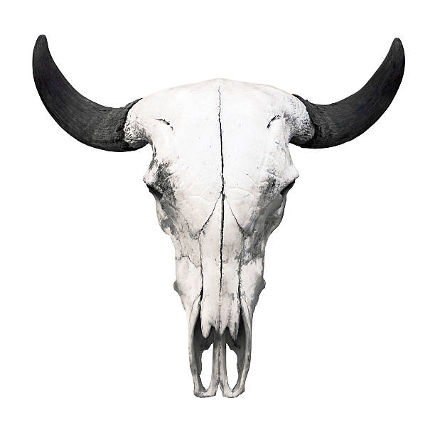 ox teschio su sfondo bianco - animal skull cow bull old foto e immagini stock