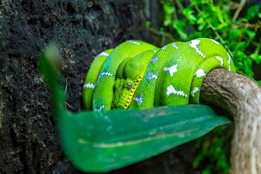 An emerald tree boa (Corallus caninus) curled up on branch