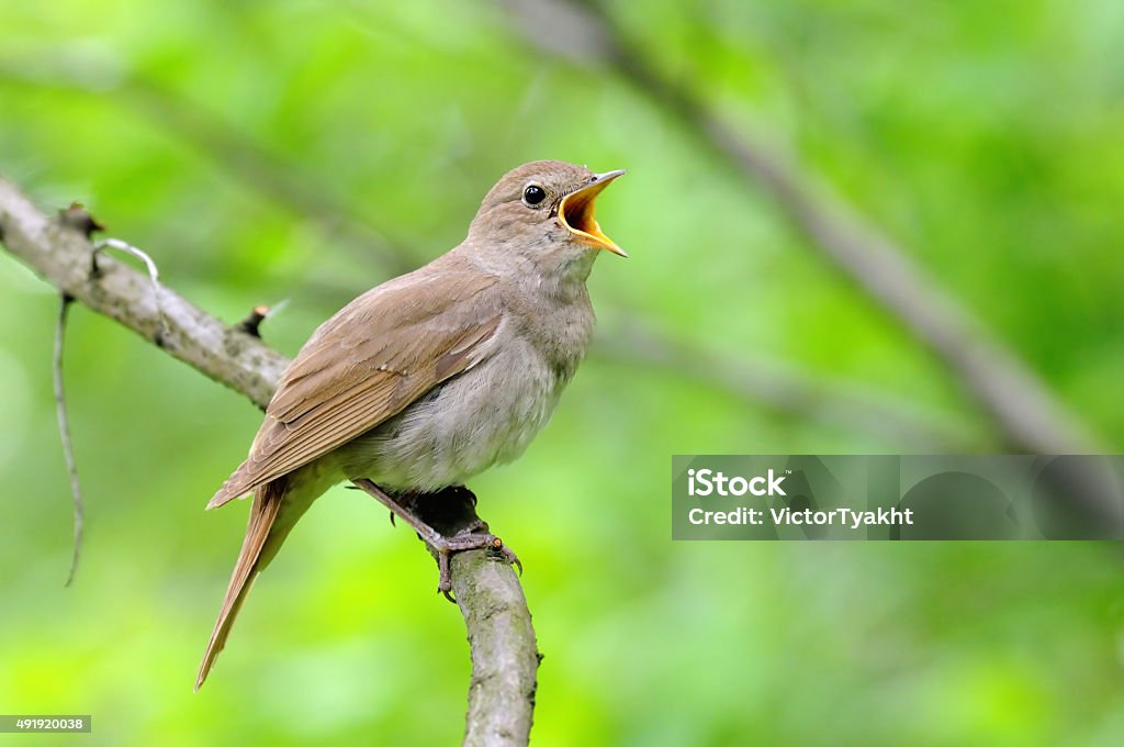 Singing nightingale sur fond vert - Photo de Rossignol philomèle libre de droits