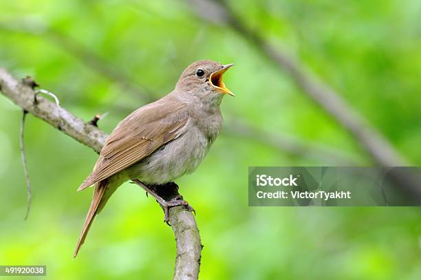 Photo libre de droit de Singing Nightingale Sur Fond Vert banque d'images et plus d'images libres de droit de Rossignol philomèle - Rossignol philomèle, Oiseau, Chanter