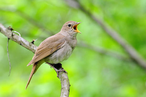 Singing nightingale against green background Singing Thrush nightingale (Luscinia luscinia) against green background. Near Moscow, Russia nightingale stock pictures, royalty-free photos & images
