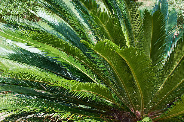 istock Leaves of palm 491921326