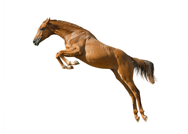 istock young chestnut horse jumping 491921734