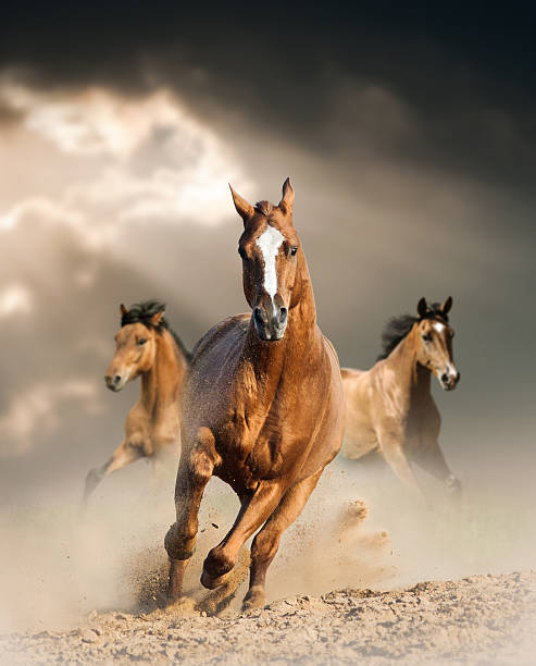 istock wild horse in dust 491921748