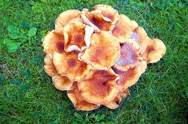 istock Mushrooms Armillaria the green grass 491922478