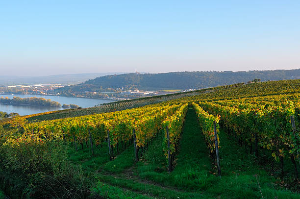 istock Autumn vineyard after harvesting 491923096