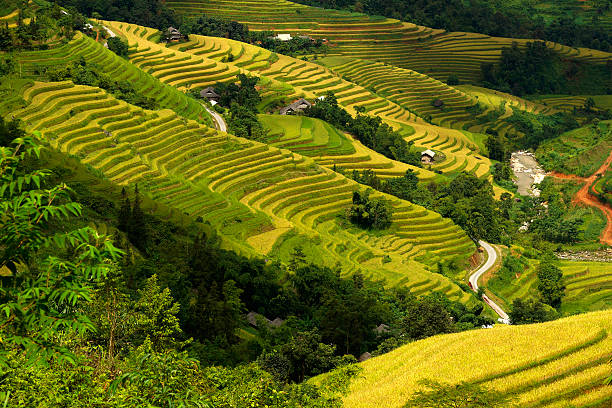 istock Terraced fields in Hoang Su Phi, Ha Giang, Vietnam. 491923984