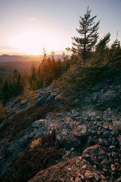A scenic view from a sunset on a mountain trail near Mount Hood, looking south towards mount Jefferson in the distance. The last golden hour sunlight gently brushes the tops of the trees and makes for a beautiful nature image.