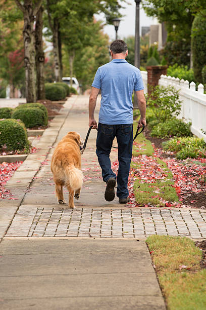 istock Man takes time to walk his pet dog 491926008
