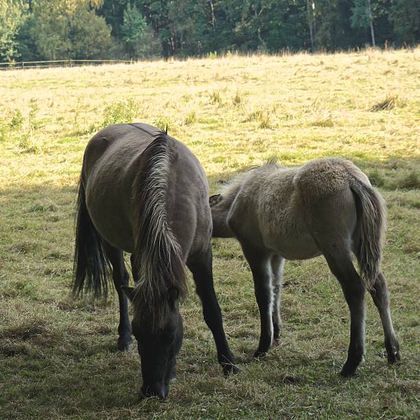 istock Icelandic Horse and Foal 491926122