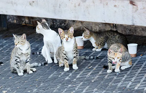 Photo of Group homeless cats