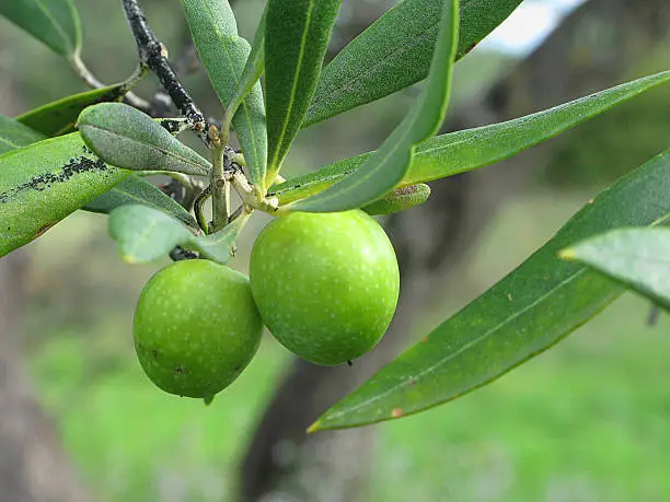 Green olives on branch in Istria county, Croatia. This area is known by excellent olive oil.