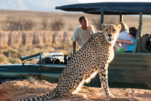 Ceres, South Africa - March 11, 2013: A guide in a safari jeep educates people about  cheetahs on a game drive, Inverdoorn Game Reserve, Karoo desert, Ceres, Western Cape, South Africa