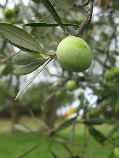 Green olive close-up with twigs and leaves and trees in background.