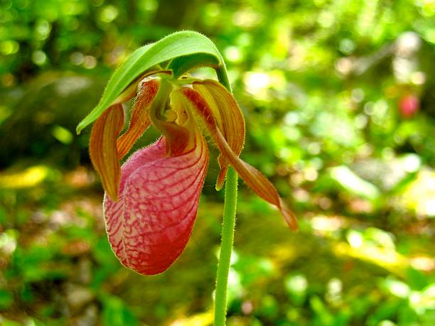 istock Red Lady Slipper Wild Orchid with Dappled Green Background 491935352