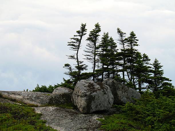 istock Group of Small Stunted Spruce Trees, Heather and Boulders 491935600