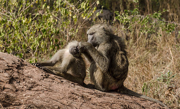 istock Mother and baby olive baboon (Papio anubis) 491935846