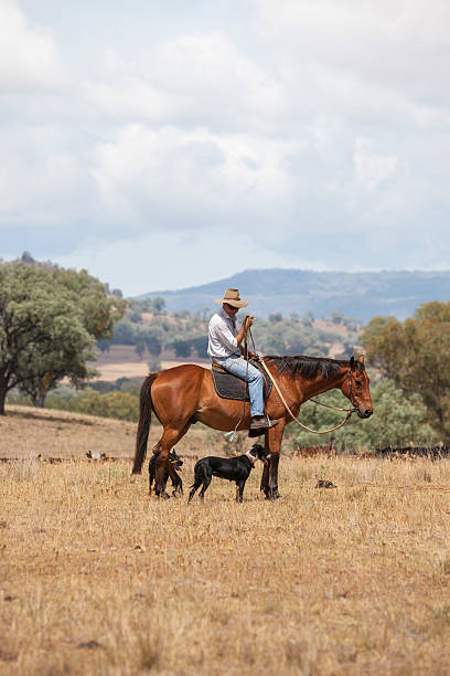 stockman australien à cheval avec les chiens - cattle dog photos et images de collection